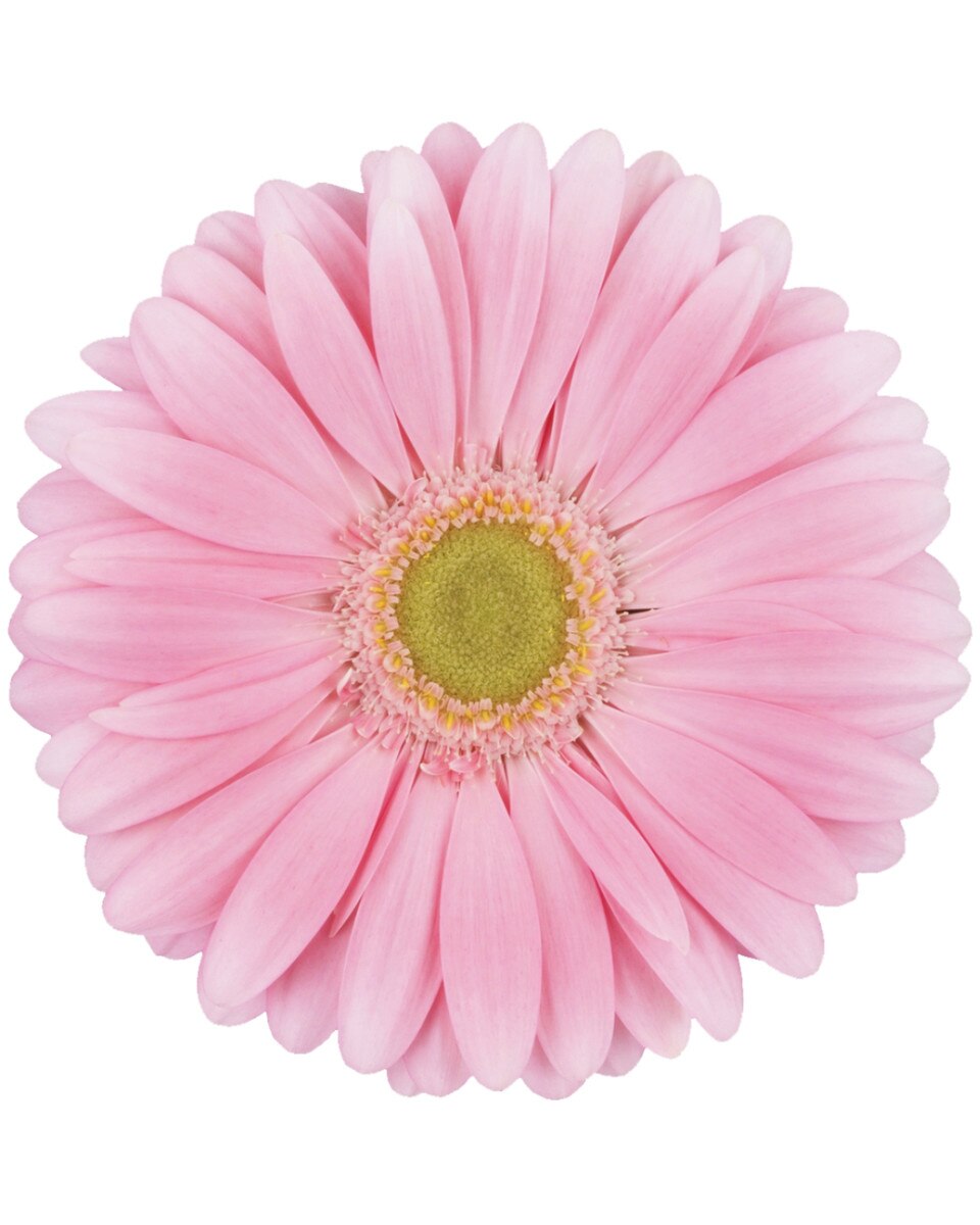Gerbera Assorted Racket Phk - Light Pink | Hofland