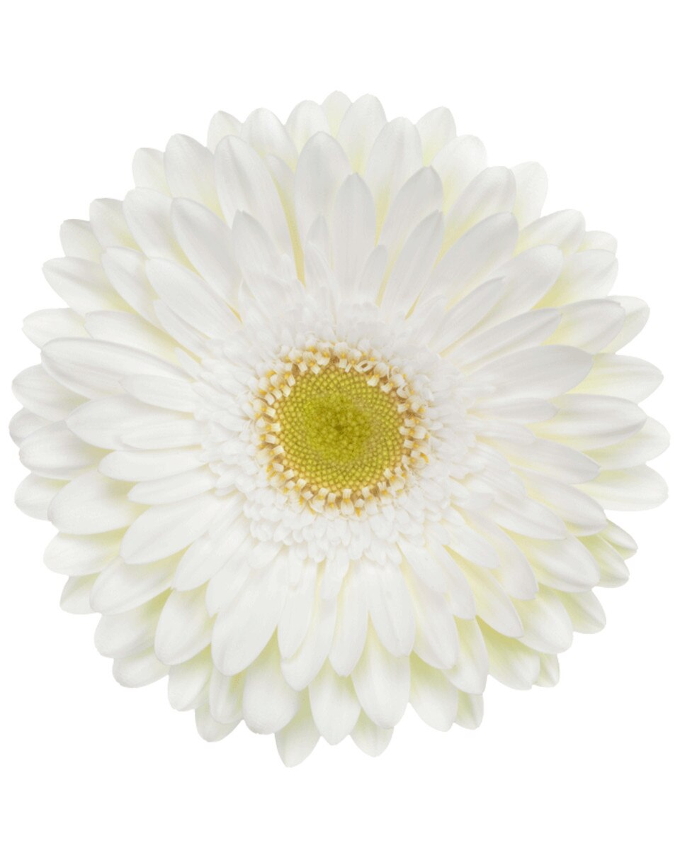 Gerbera Assorted Racket Phk - White | Hofland