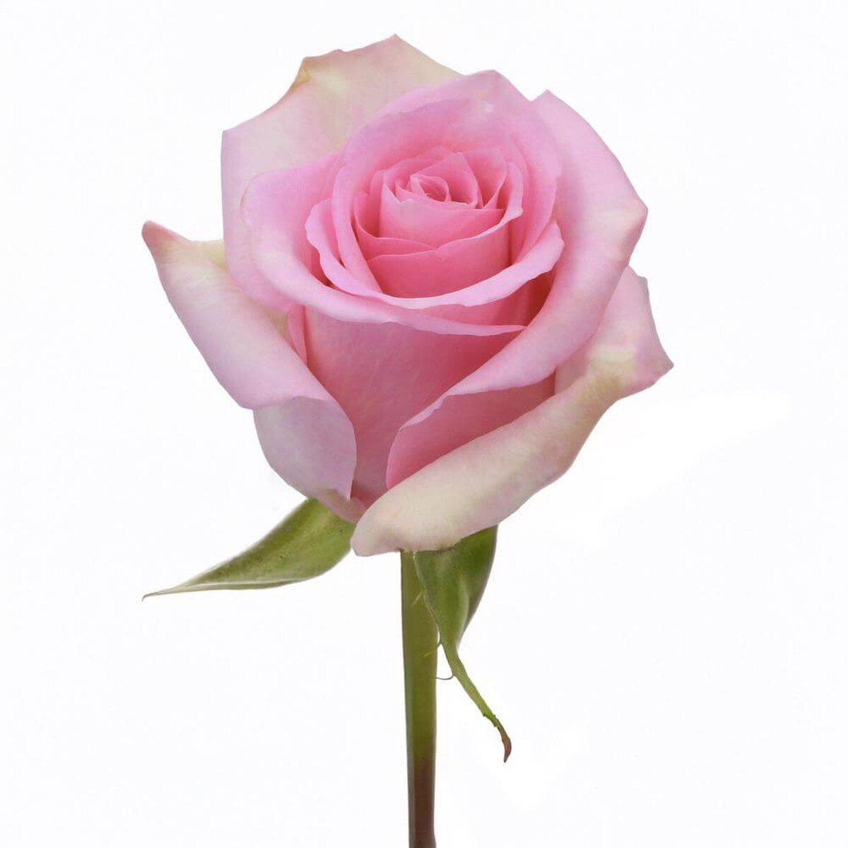 Jessica Roses Color Roses 50Cm Pink Roses - Jessica | Hofland